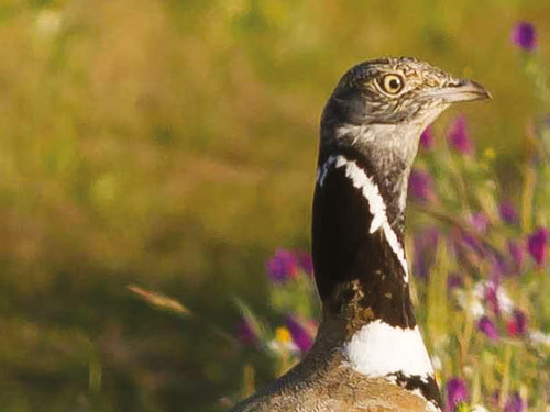 PROTECCIÓN DE ESPECIES DE AVES EN PELIGRO DE EXTINCIÓN